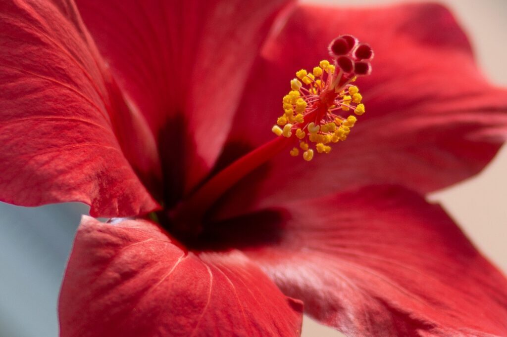 flower-5033418_1280