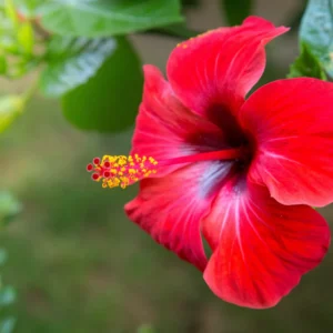 Plantas